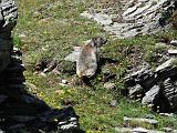 Marmotta al Bistinepass...........